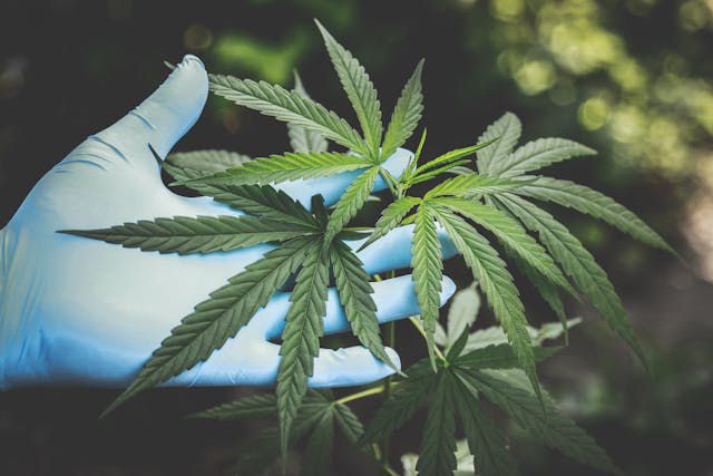 Medizinisches Cannabis: Wirkung und Einsatzgebiete